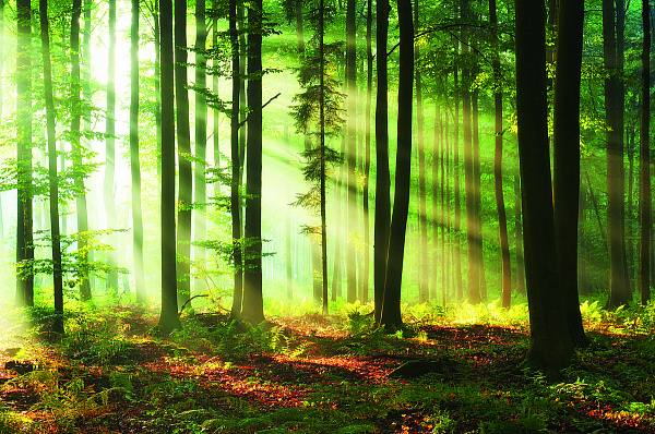 Экспертиза лесоматериалов в БелТПП: качество и шаговая доступность